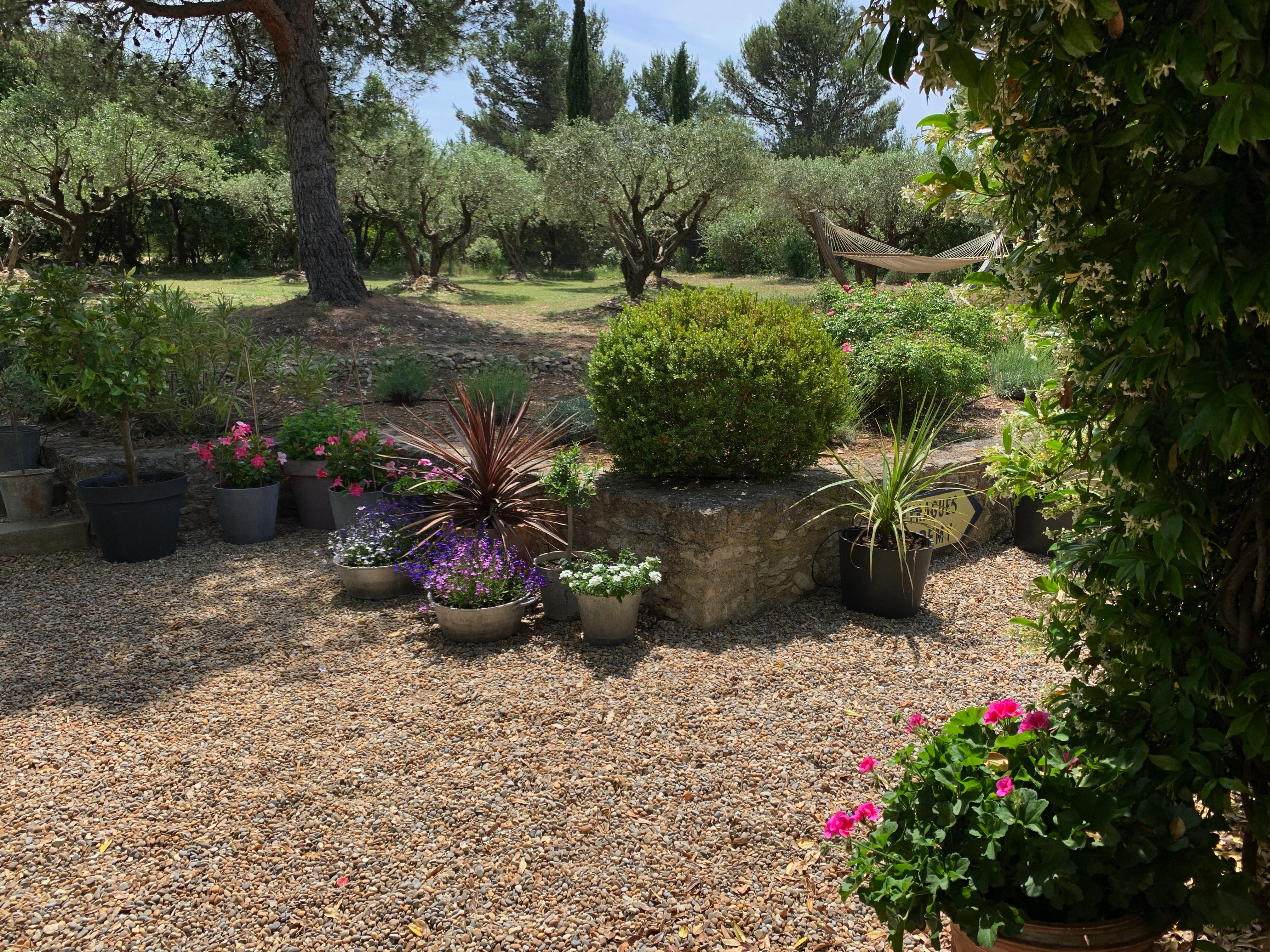 A serene garden with ample greenery and a variety of plants in pots and beds on a gravel surface, shaded by mature trees under a clear sky.