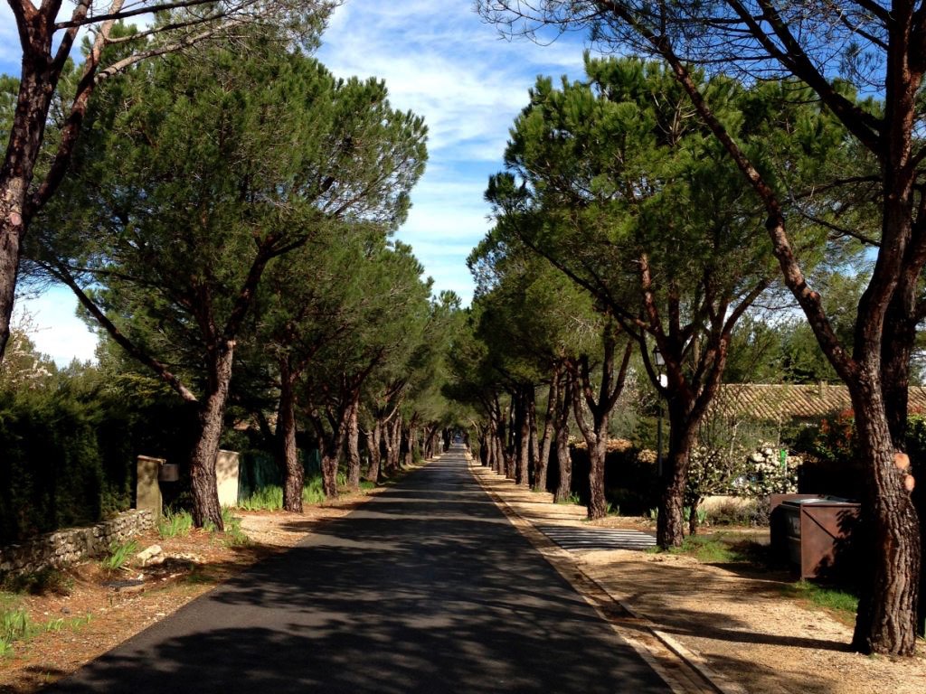 A serene tree-lined road with tall pine trees casting shadows on a sunny day, leading towards a bright, clear blue sky.