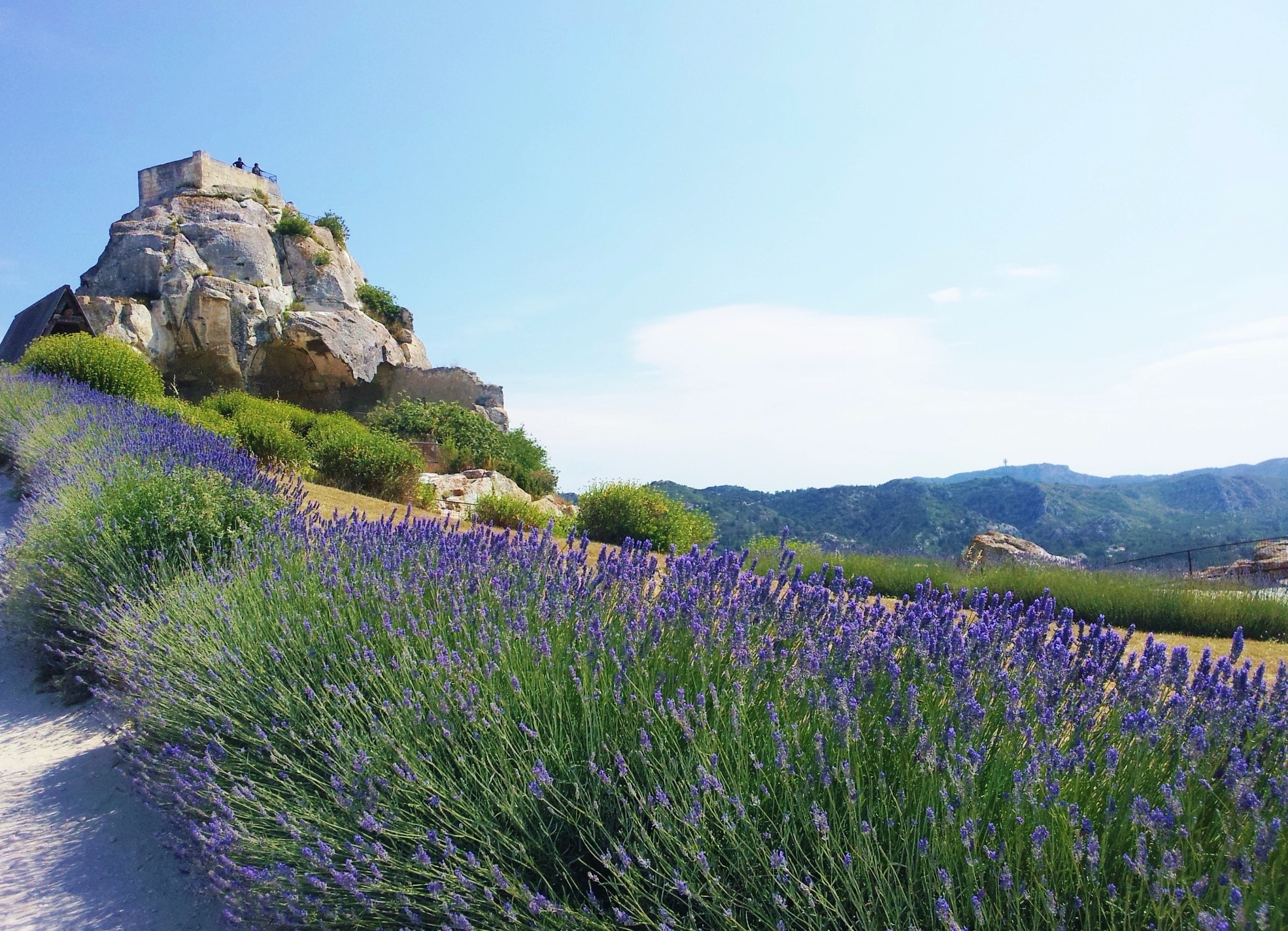 A scenic view of vibrant lavender fields in the foreground leading up to a large rocky hill with a historic building on top under a clear blue sky.