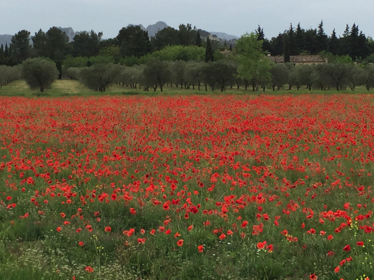 A vibrant field of red poppies with a background of trees and distant mountains under a cloudy sky.